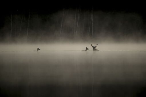 Whispers in the woods